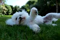 Ceva incredibil se întâmplă atunci când ne uităm în ochii unui câine