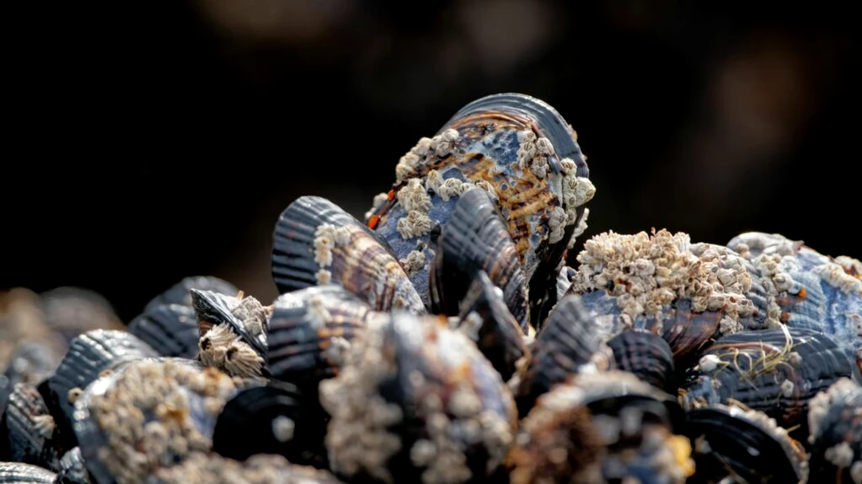 Pentru prima dată, au fost găsite niveluri alarmante de fibră de sticlă în lanțul trofic