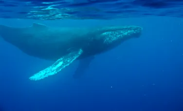 Cea mai veche înregistrare a cântecului unei balene, găsită pe un disc pierdut din 1949