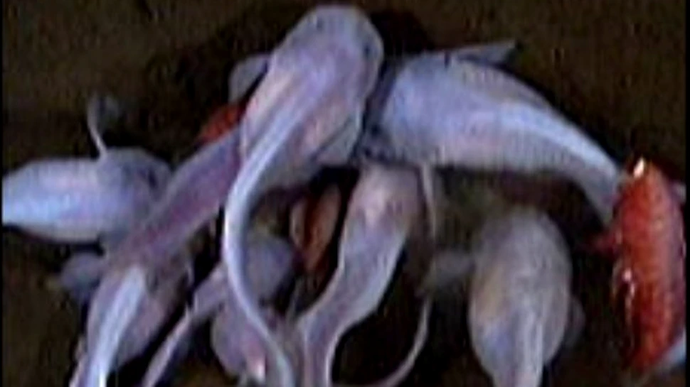 Un nou record de adancime a vietii marine