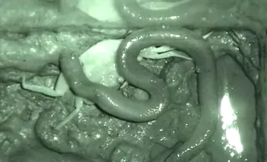 VIDEO. Natura poate fi înfricoşătoare – acest şarpe îşi consumă prada într-un mod bizar, total diferit faţă de cum obişnuiesc şerpii să mănânce