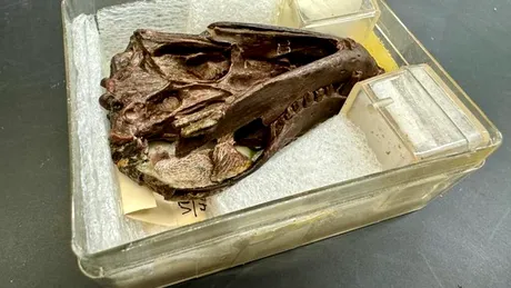 O fosilă de 250 de milioane de ani a dezvăluit ceva neașteptat despre mamifere