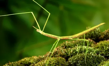 Insectele dispar din cauza agriculturii, arată o nouă cercetare