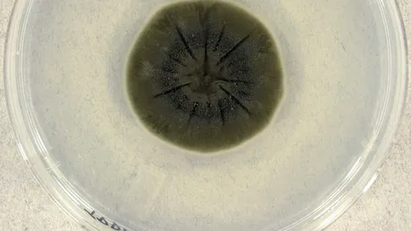 O ciupercă de la Cernobîl pare să fi dezvoltat o abilitate incredibilă