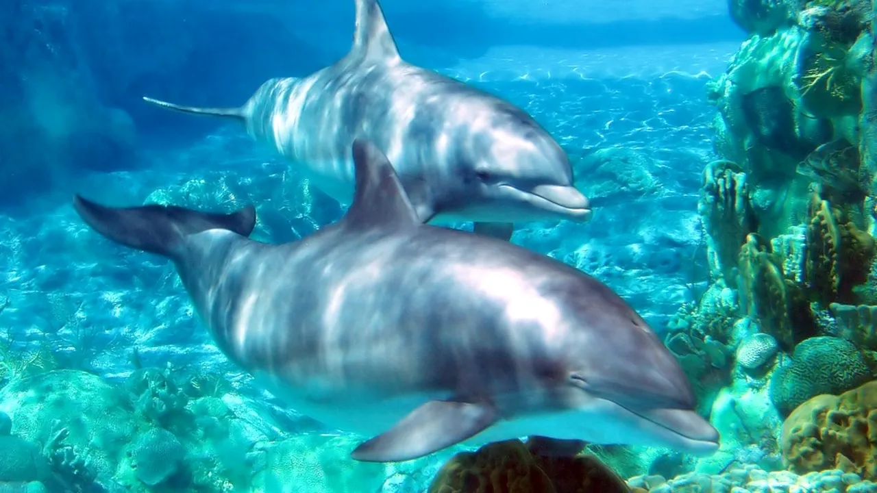 1-delfini 