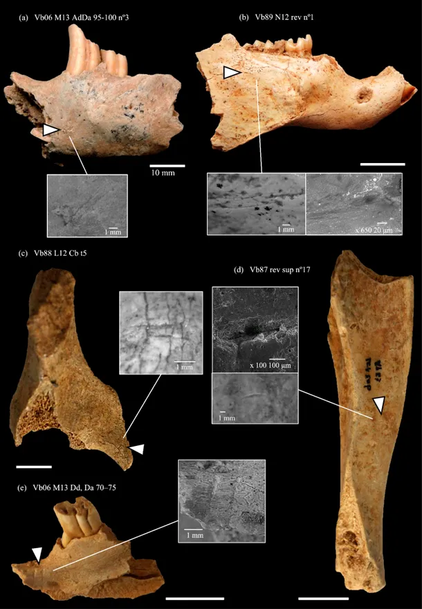 oase dezvăluie dieta neanderthalienilor