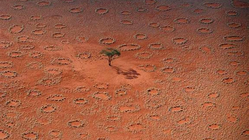 ”Cercurile zânelor” rămân un mister. Ce au observat cercetătorii când au privit din spaţiu aceste formaţiuni?