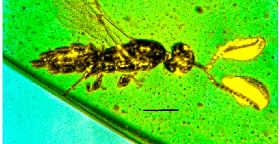 O viespe minusculă, găsită cu tot cu antene în chihlimbar vechi de 100 de milioane de ani