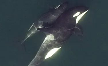Cercetătorii au folosit drone pentru a dezvălui secretele societăților de balene ucigașe