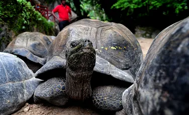 Un loc unic pe Terra: insula unde trăiesc de 10.000 de ori mai multe ţestoase gigantice decât oameni