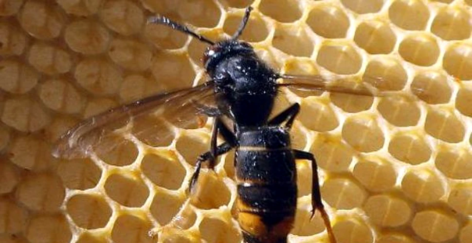 Super-barzaunii de import ne ucid albinele