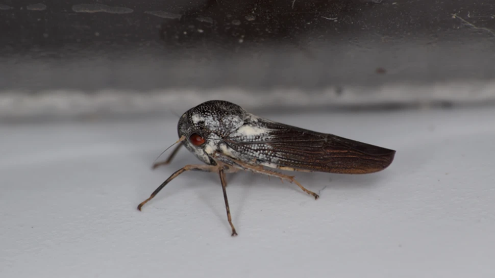 O nouă specie de cicade incredibil de rare a fost descoperită. Ultima observație, în urmă cu cinci decenii