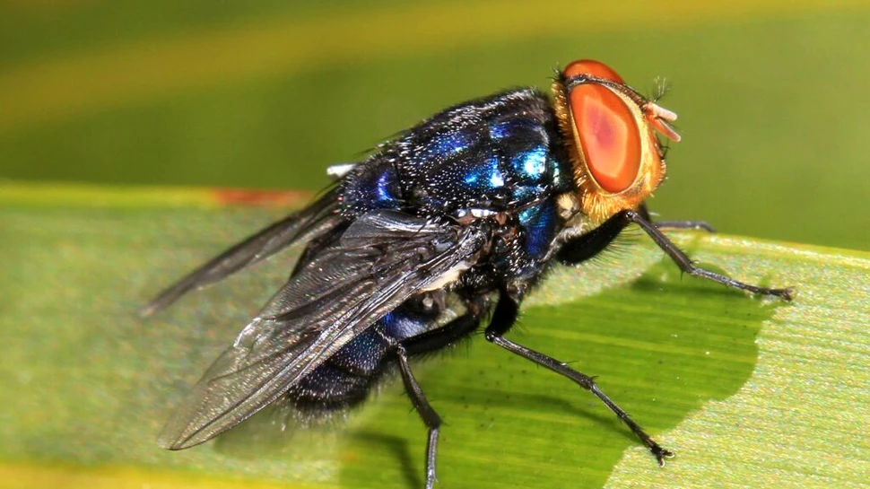 Un vierme mâncător de carne a fost descoperit pentru prima dată și la oameni