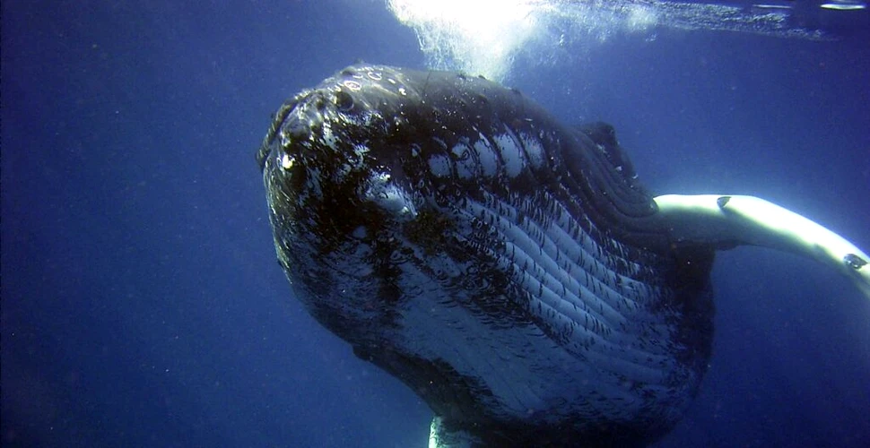 Balenele înghit microplastice într-un număr îngrozitor de mare