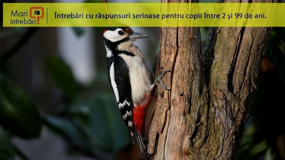 Cum reuşesc ciocănitorile să supravieţuiască impactului repetat cu copacii?