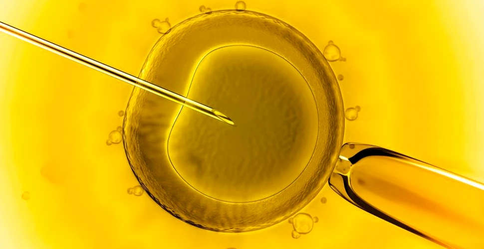 Au fost creaţi primii embrioni artificiali ce au iniţiat sarcina în cazul şoarecilor