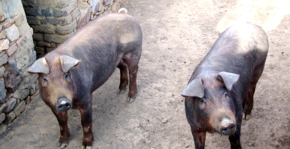Oameni şi porci – două specii tulburător de asemănătoare