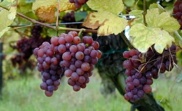 Turismul viticol din România: De ce românii pot renunţa la munte sau la mare pentru o cramă