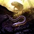 Originile misterioase ale amfibienilor, explicate de fosila botezată „Funky Worm”