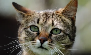 Viaţa secretă a pisicilor, dezvăluită de un nou studiu