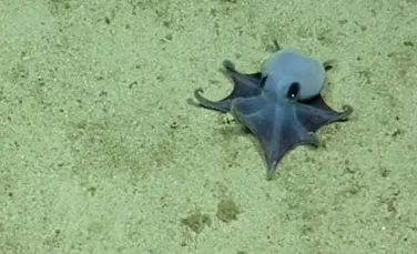 O nouă specie de caracatiță adorabilă a fost descoperită în apropierea Insulelor Galapagos