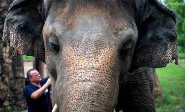 O nouă șansă la viață pentru „cel mai singuratic elefant din lume”. Ce se întâmplă cu Kaavan