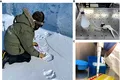 Oamenii de știință reușesc pentru prima dată să monitorizeze populațiile de urși polari