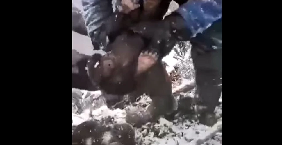 Imagini revoltătoare. Patru pui de urs, scoși din bârlog și aruncați prin zăpadă, în Neamț