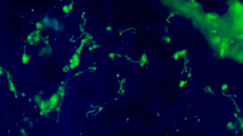 Noi virusi letali descoperiti in padurea amazoniana