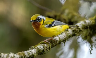 Inteligența Artificială dezvăluie că schimbările climatice ar fi putut alimenta explozii de evoluție la păsări