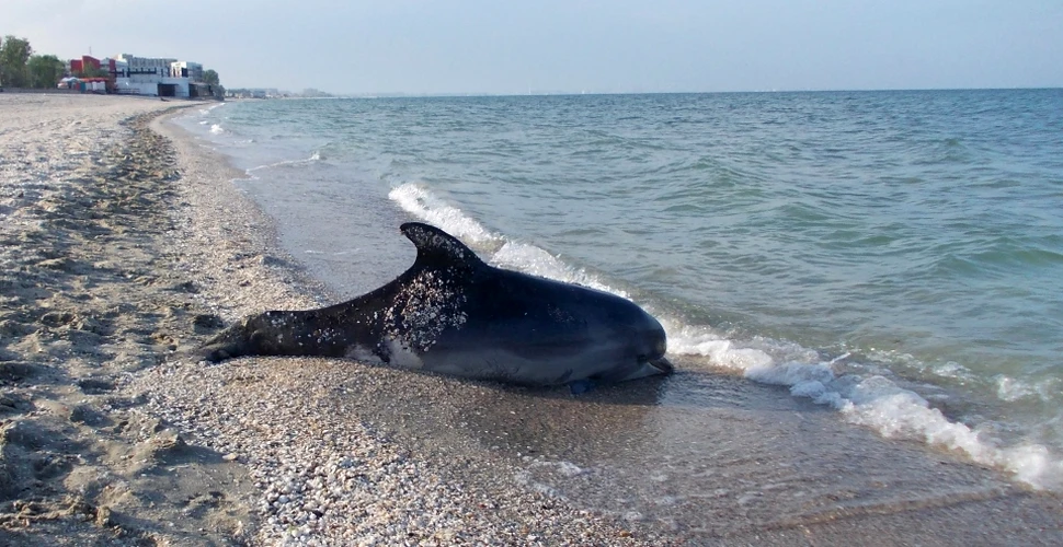 Pe o plajă din Năvodari au fost găsiţi şase delfini morţi. Care a fost cauza evenimentului nefericit