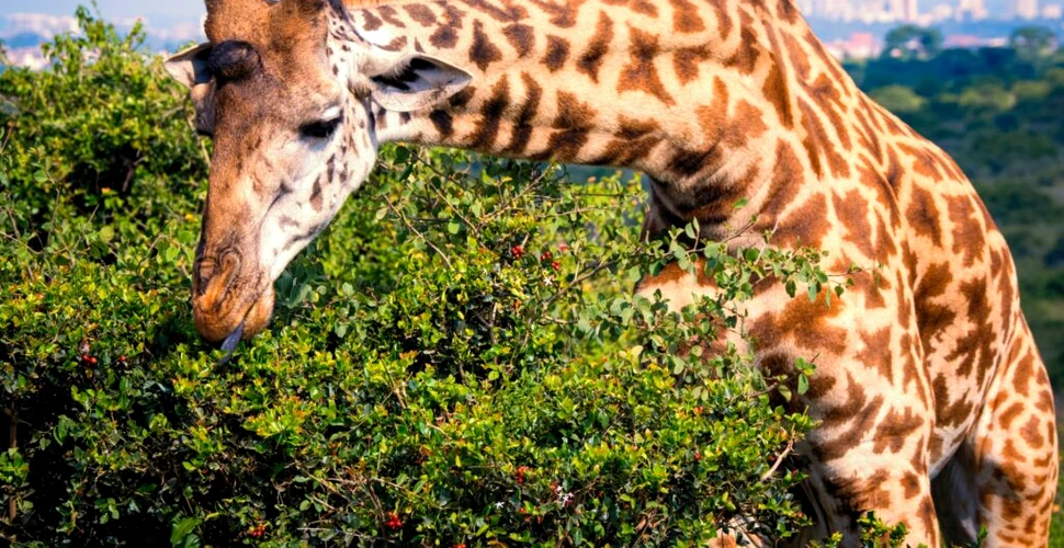 Raritate: o girafă fără pete s-a născut la o grădină zoo dintr-un stat american