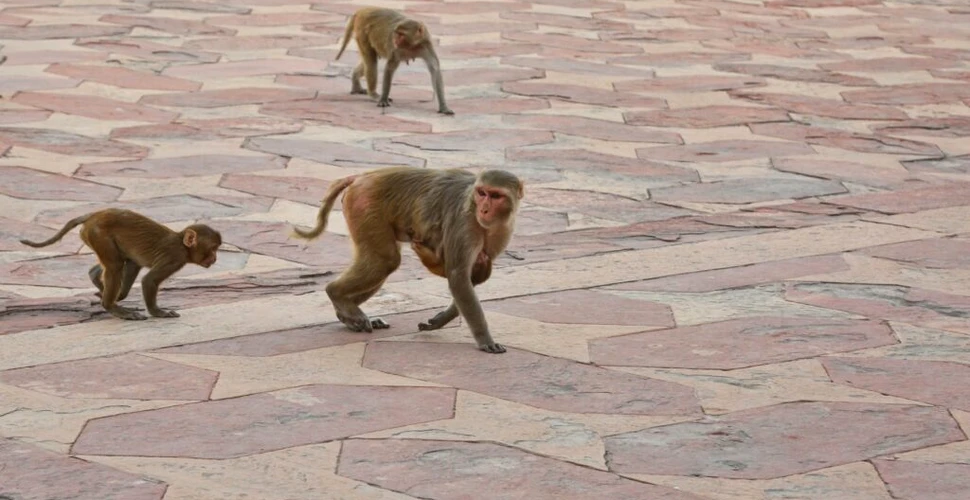Cum încearcă India să alunge maimuțele rhesus înainte de summitul G20?