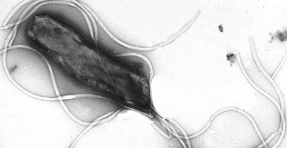 Bacteria gastrică Helicobacter pylori ne protejează de astm!