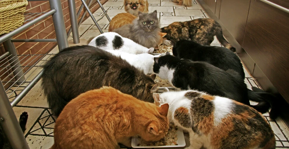 Un cuplu care avea 159 de pisici și 7 câini a primit interdicție să mai țină animale de companie