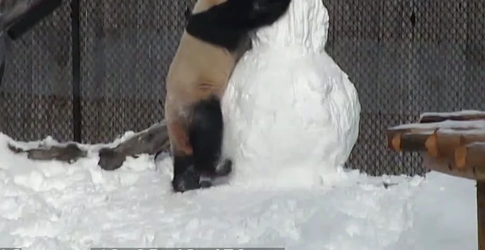 VIDEO Cum reacţionează un urs panda când face cunoştinţă cu un om…de zăpadă