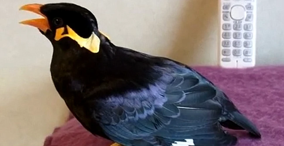 Pasărea care ştie să vorbească în limba japoneză. Ce i-a spus stăpânului său, la telefon (VIDEO)