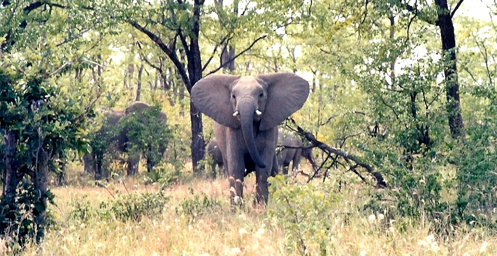 Elefanţii – marii duşmani ai pădurilor Africii? (VIDEO)