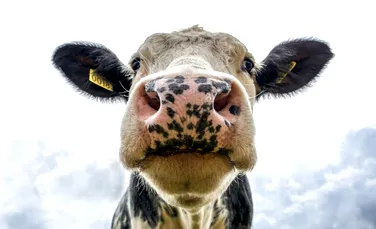 Carnea de la vitele modificate genetic pentru a rezista la căldură, aprobată de FDA