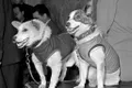 Ziua în care Uniunea Sovietică a făcut istorie cu două căţeluşe: Belka şi Strelka