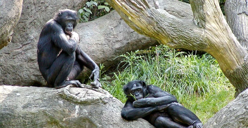 Genetic, suntem aproape identici cu cimpanzeii. De ce suntem, totuşi, atât de diferiţi de ei?