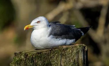 Iată cum păsările răspândesc fără să vrea poluarea cu plastic!