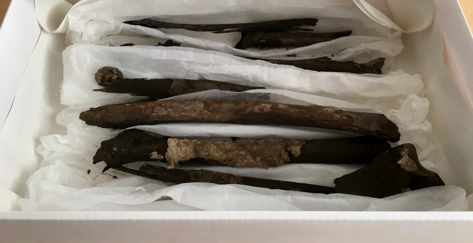 Oasele unui nobil viking, dispărute de zeci de ani, au fost descoperite în arhivele unui muzeu