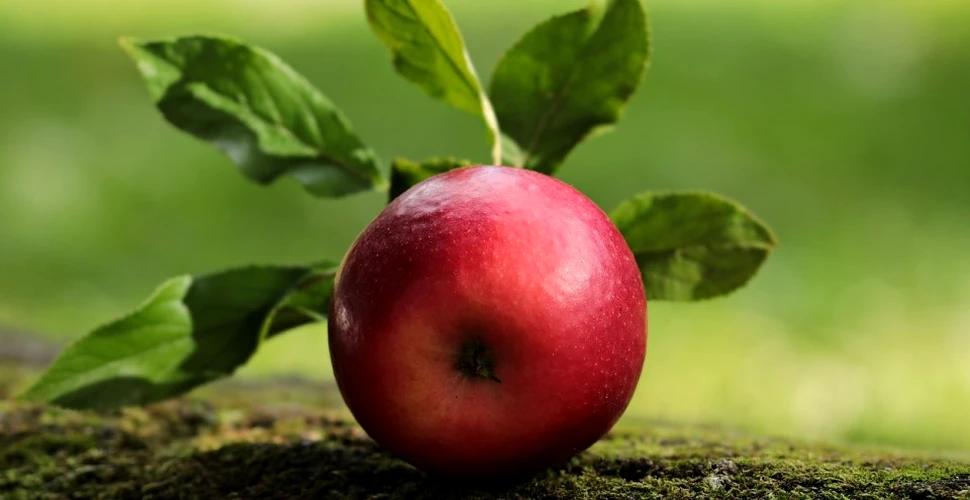 O persoană poate intra în Cartea Recordurilor cu cea mai lungă coajă curăţată de pe un măr