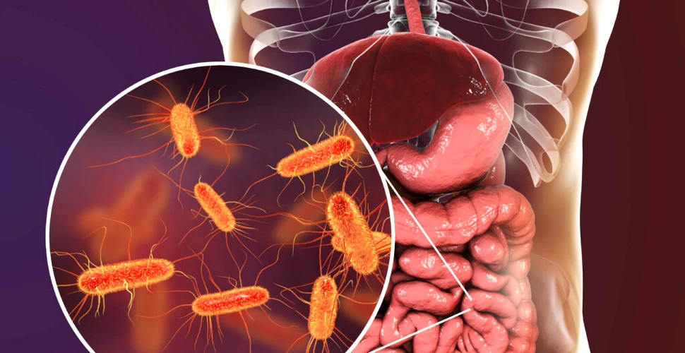 Bacteria E. Coli este sursa a jumătate de milion de infecții urinare