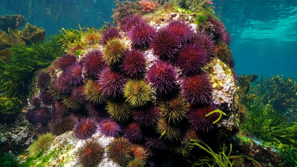 O descoperire șocantă dezvăluie că aricii de mare sunt practic „doar creier”