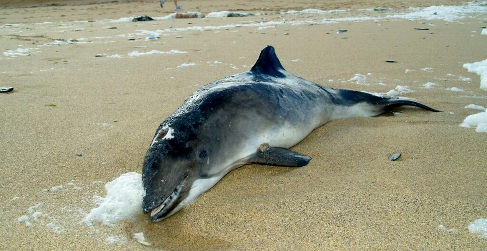 De ce eșuează delfinii? Cercetătorii au o teorie sumbră