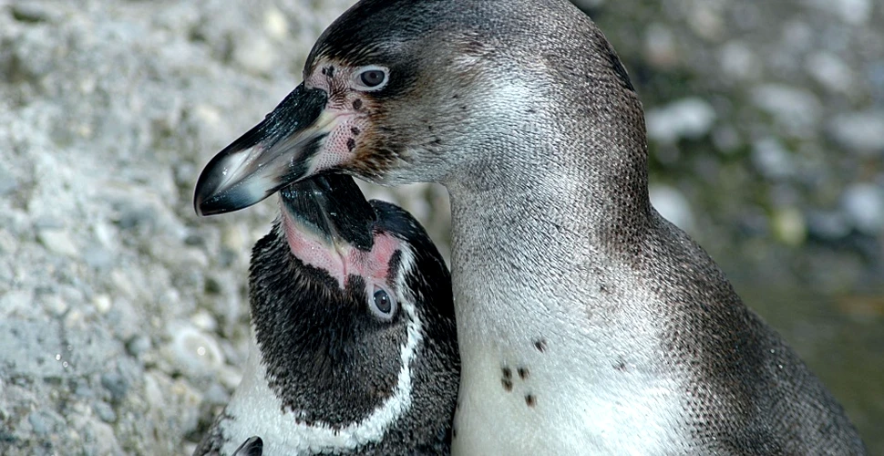 Filmare în premieră: liliacul-vampir atacă puii de pinguin