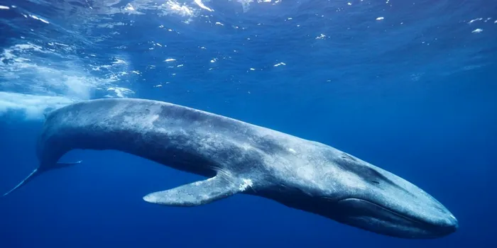 Ce au descoperit cercetătorii după ce au studiat ADN-ul balenelor albastre?