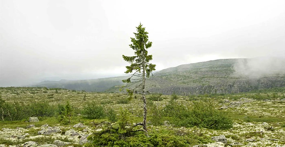 A fost descoperit cel mai BĂTRÂN copac din lume. Ce vârstă are acesta – FOTO